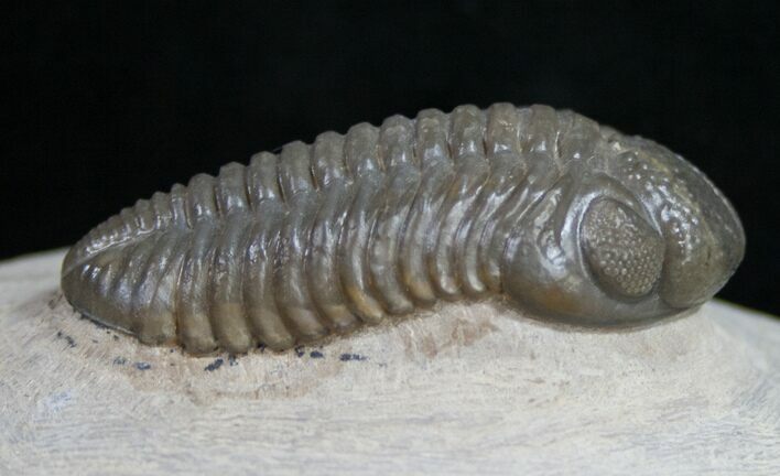 Pedinopariops Trilobite From Jorf, Morocco - #9448